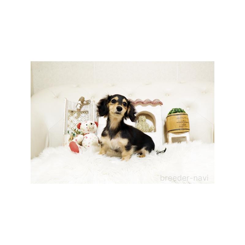 販売中の佐賀県のカニンヘンダックスフンド(ロングヘアード)-426882の3枚目