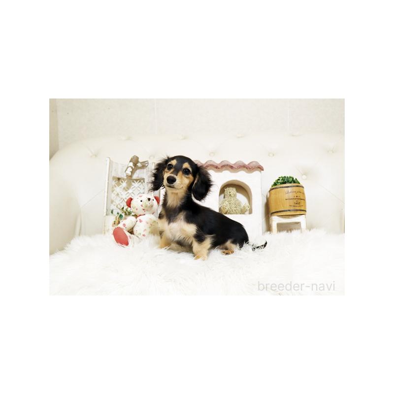 販売中の佐賀県のカニンヘンダックスフンド(ロングヘアード)-426882の2枚目