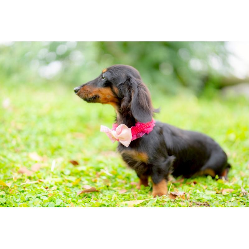 販売中の香川県のカニンヘンダックスフンド(ロングヘアード)-424866の3枚目