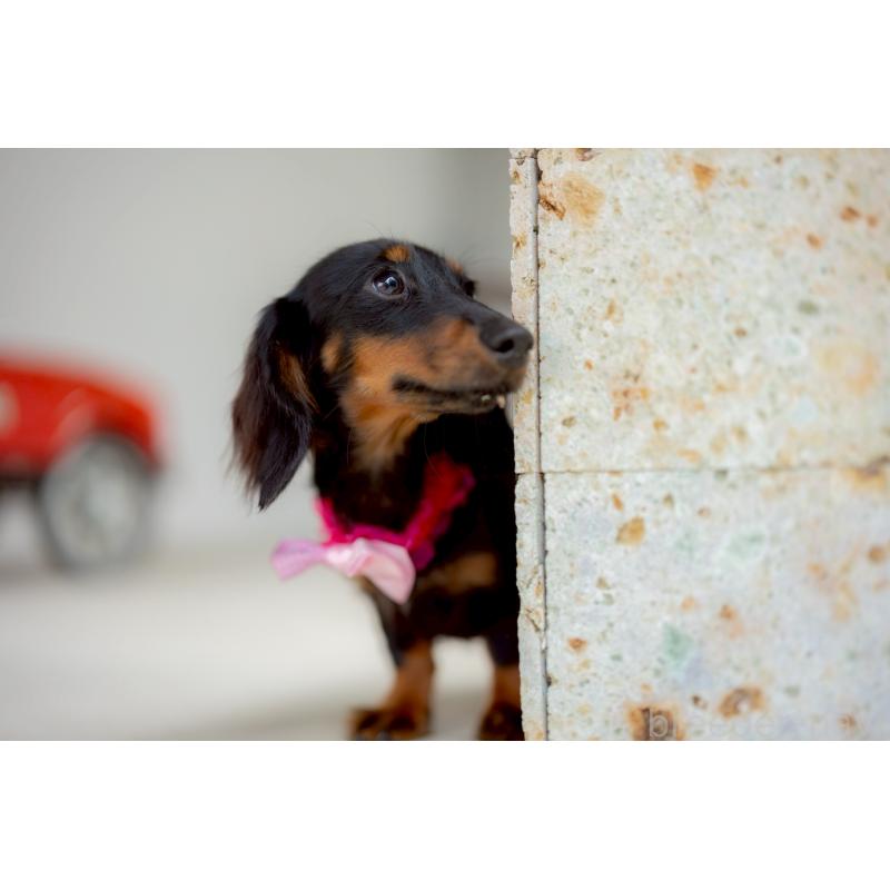 販売中の香川県のカニンヘンダックスフンド(ロングヘアード)-424866の2枚目