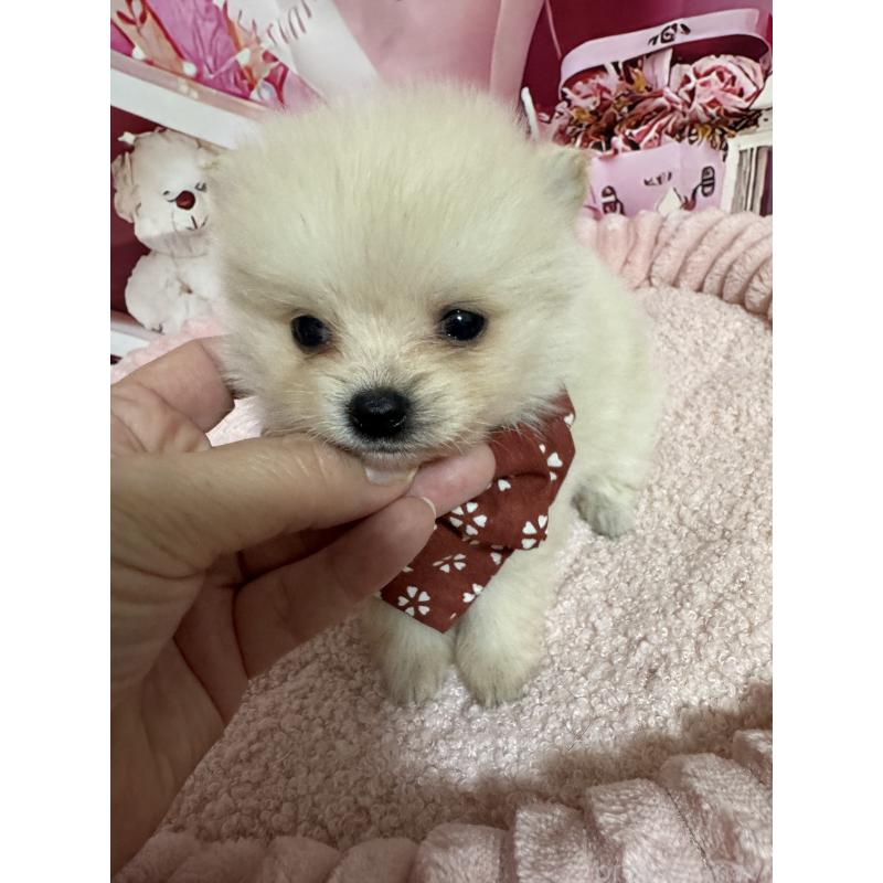 販売中の埼玉県のミックス犬-432883の6枚目