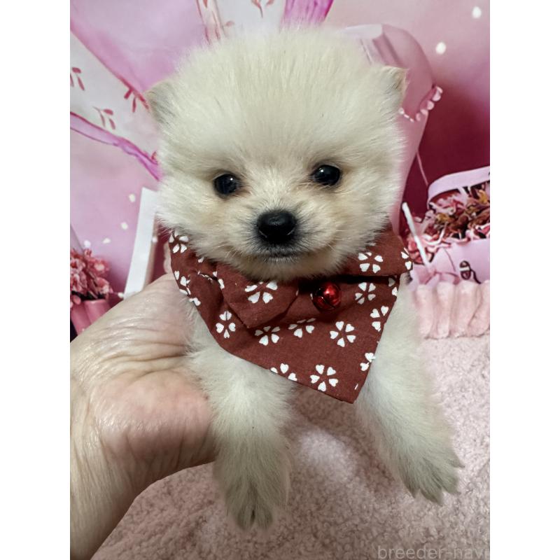 販売中の埼玉県のミックス犬-432883の5枚目