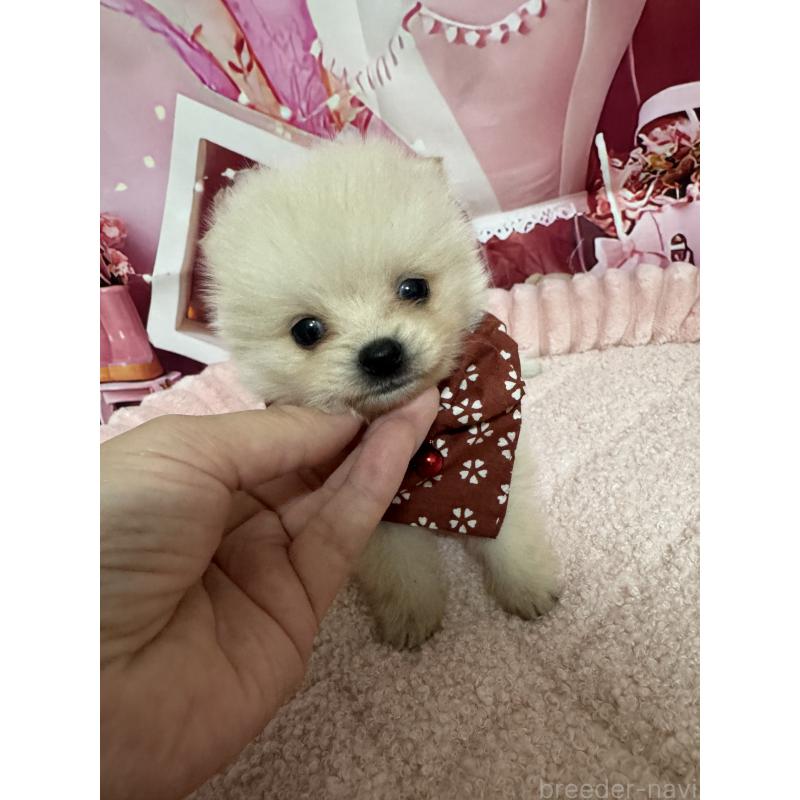 販売中の埼玉県のミックス犬-432883の1枚目