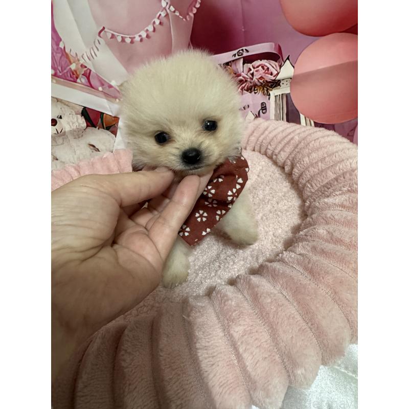 販売中の埼玉県のミックス犬-432883の4枚目