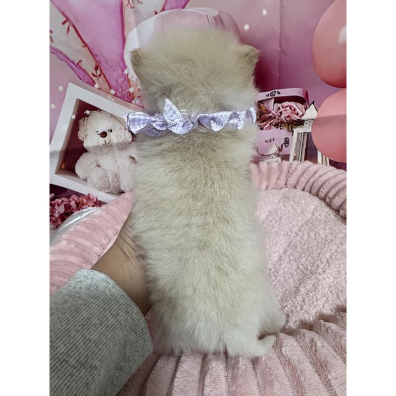 販売中の埼玉県のミックス犬-432883の3枚目