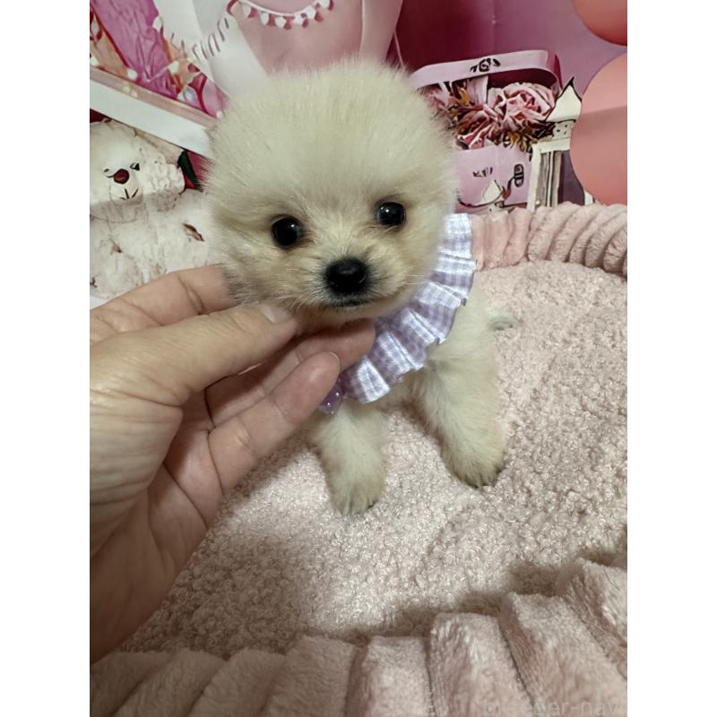 販売中の埼玉県のミックス犬-432883の2枚目