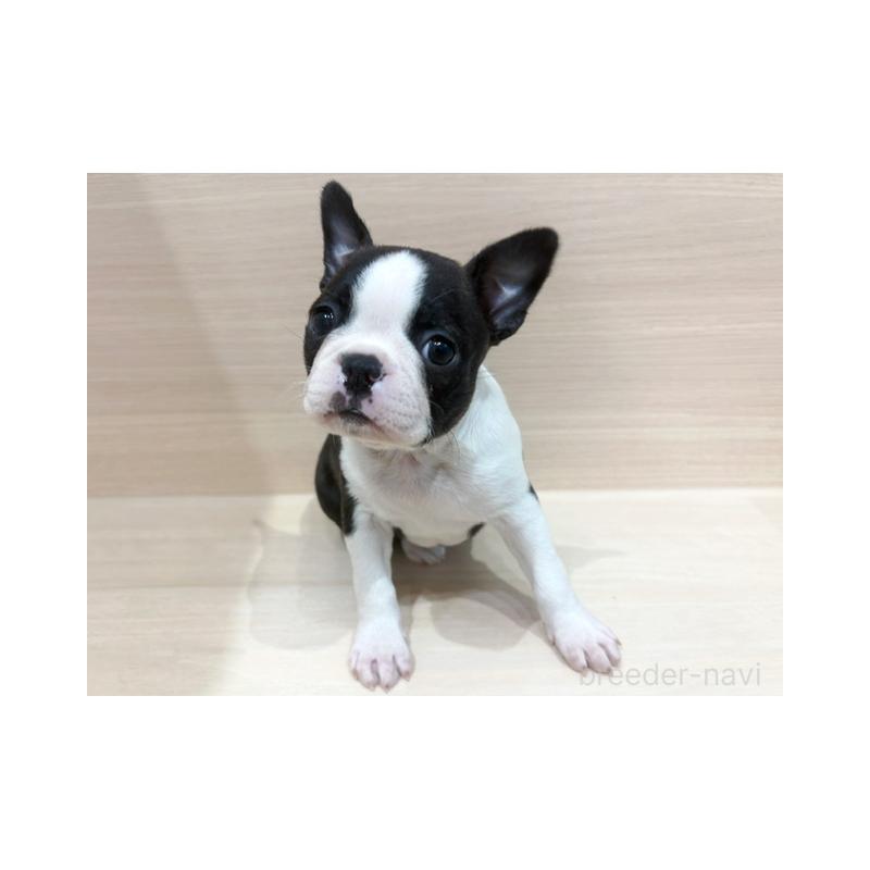 商談中の東京都のボストンテリア-432884の1枚目