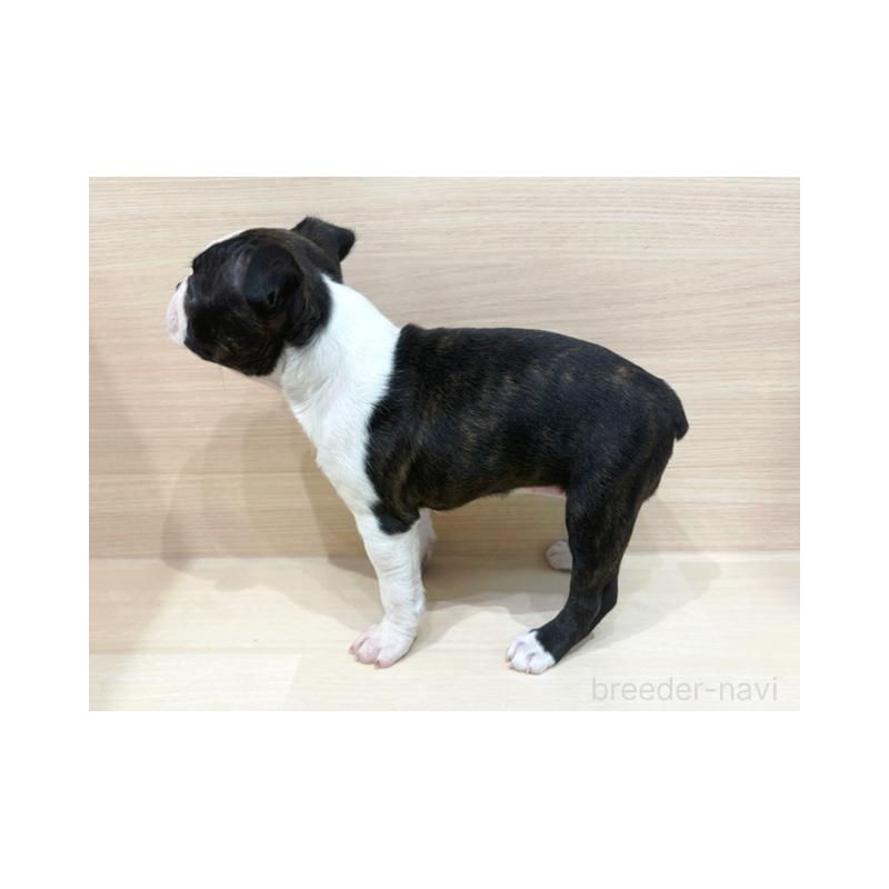 商談中の東京都のボストンテリア-432884の5枚目