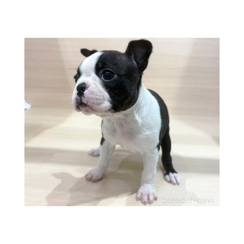 商談中の東京都のボストンテリア-432884の4枚目