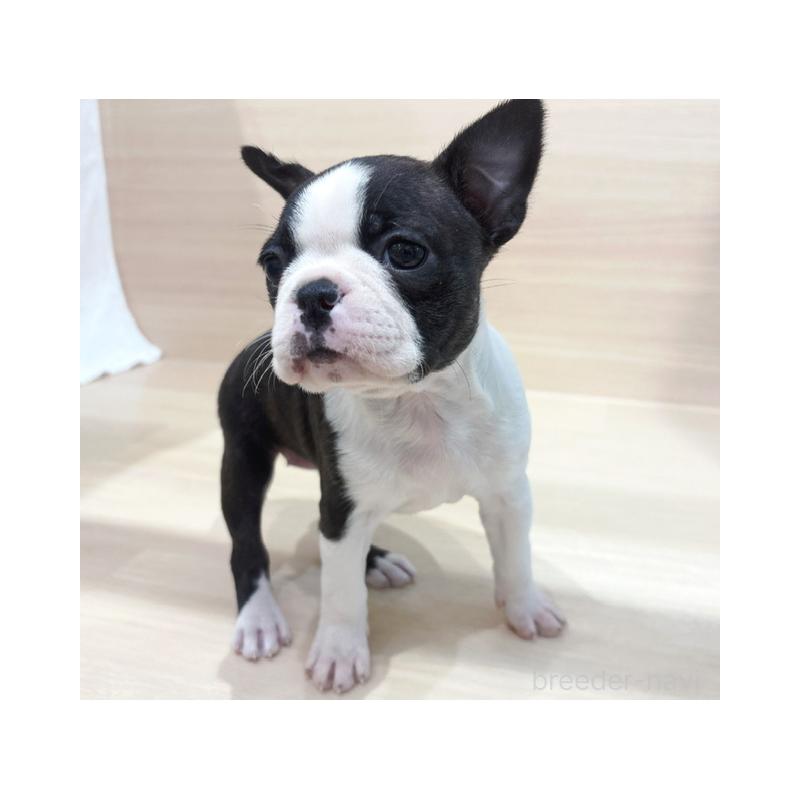 商談中の東京都のボストンテリア-432884の3枚目