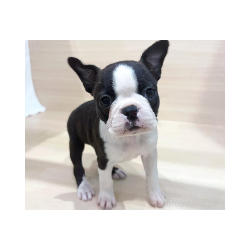 商談中の東京都のボストンテリア-432884の2枚目