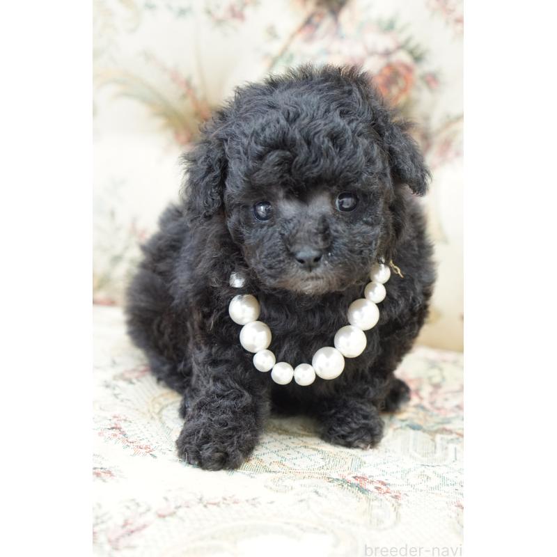 販売中の愛知県のティーカッププードル-432886の5枚目