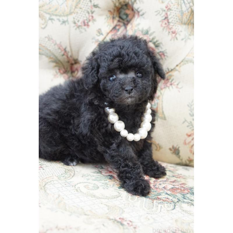 販売中の愛知県のティーカッププードル-432886の4枚目