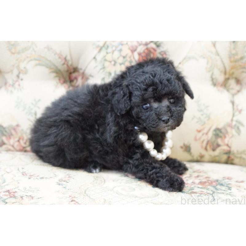 販売中の愛知県のティーカッププードル-432886の3枚目