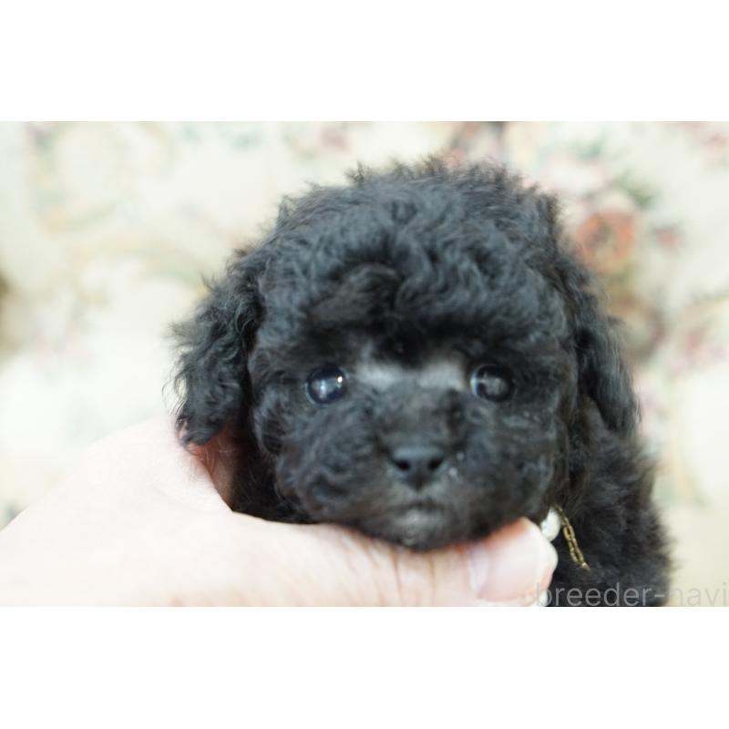 販売中の愛知県のティーカッププードル-432886の2枚目