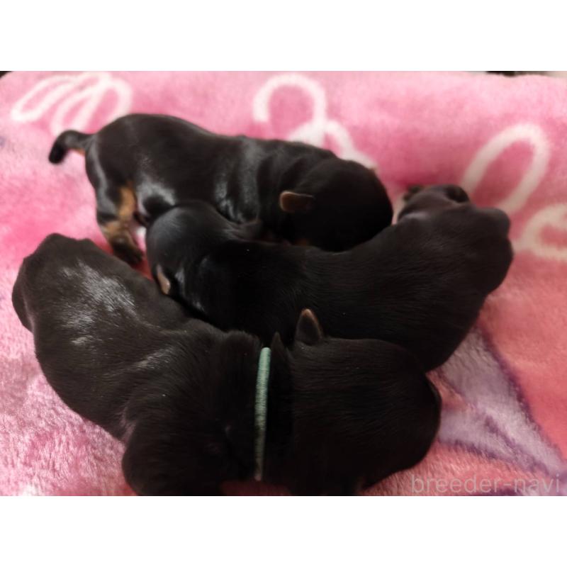 販売中の神奈川県のヨークシャーテリア-432885