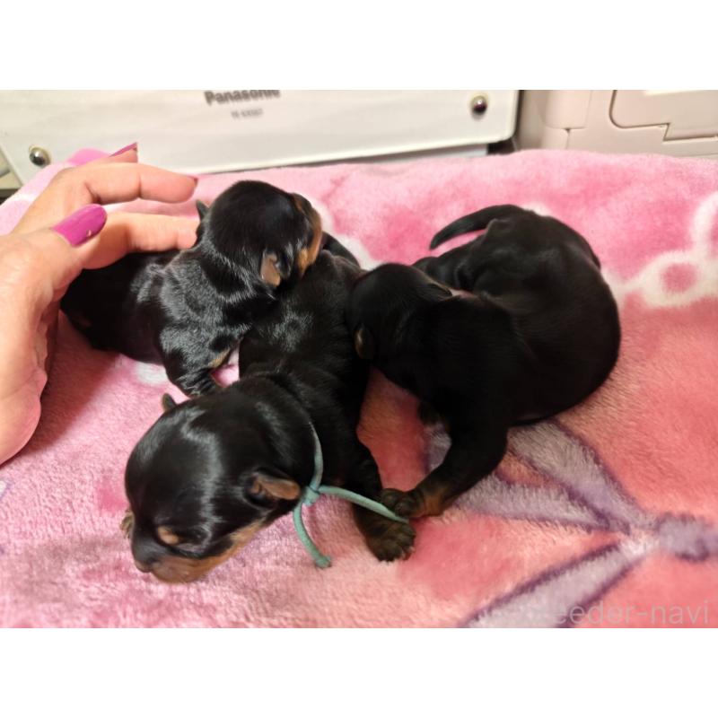 販売中の神奈川県のヨークシャーテリア-432885の2枚目