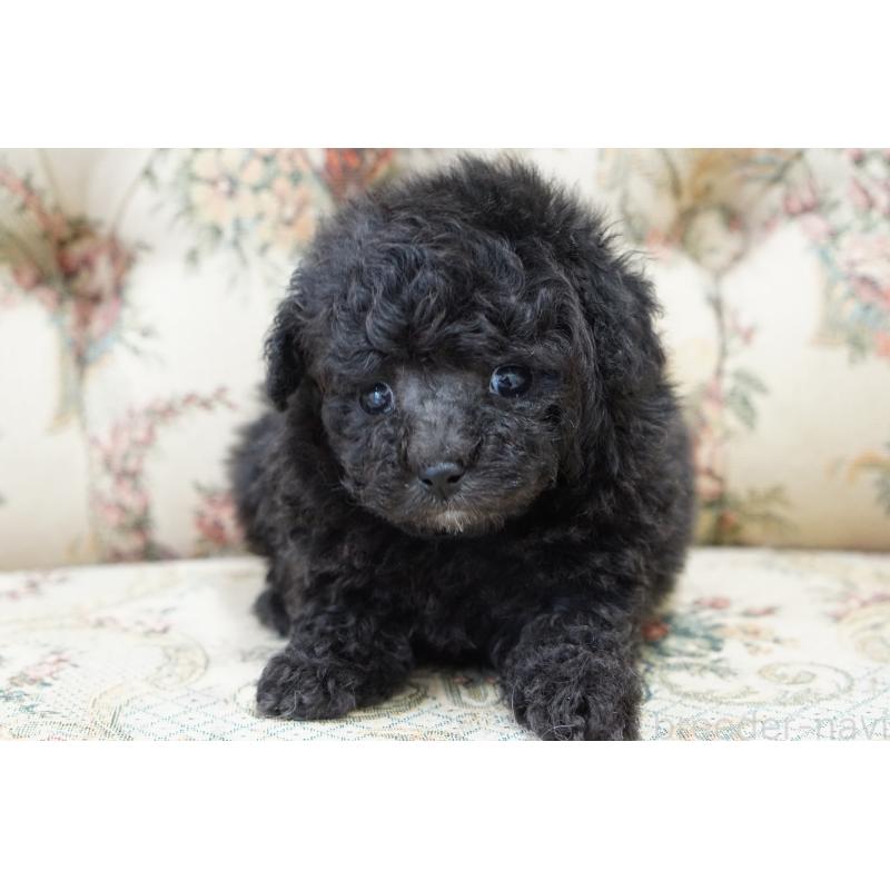 販売中の愛知県のティーカッププードル-432887の7枚目