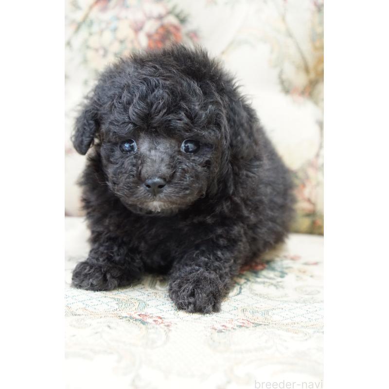 販売中の愛知県のティーカッププードル-432887の6枚目