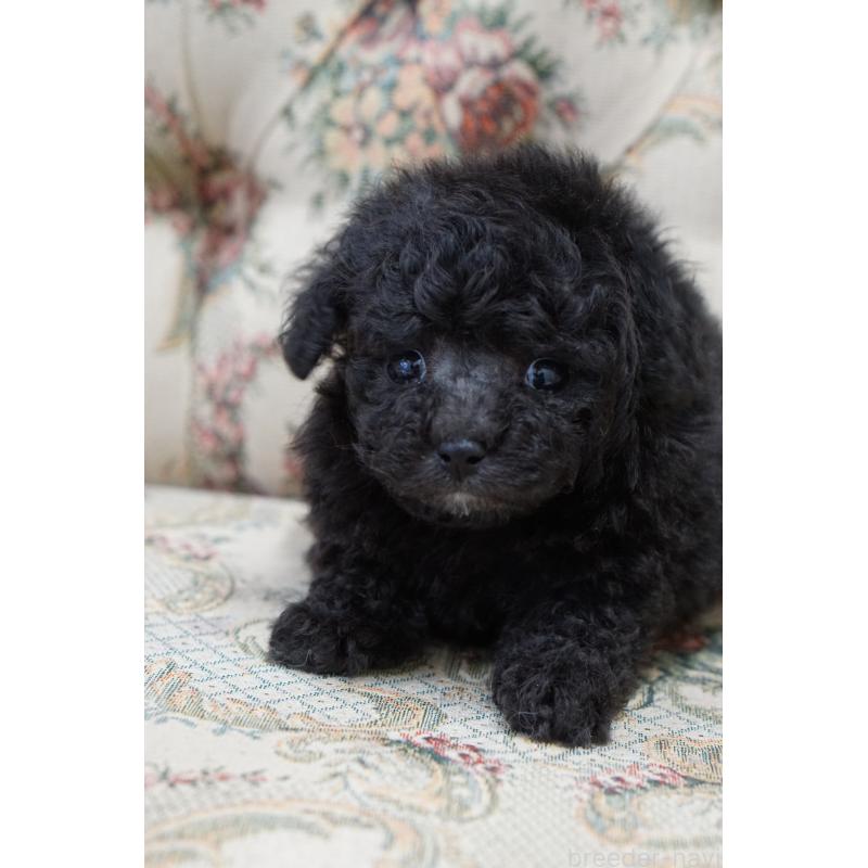 販売中の愛知県のティーカッププードル-432887の5枚目