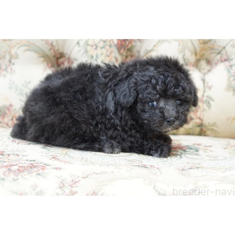 販売中の愛知県のティーカッププードル-432887の4枚目