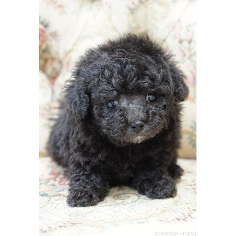 販売中の愛知県のティーカッププードル-432887の3枚目