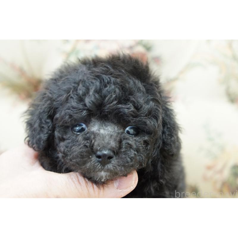 販売中の愛知県のティーカッププードル-432887の2枚目