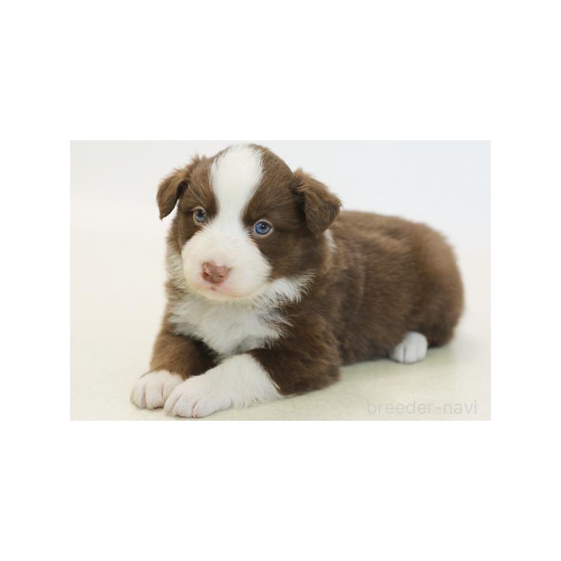 販売中の神奈川県のボーダーコリー-430111の2枚目