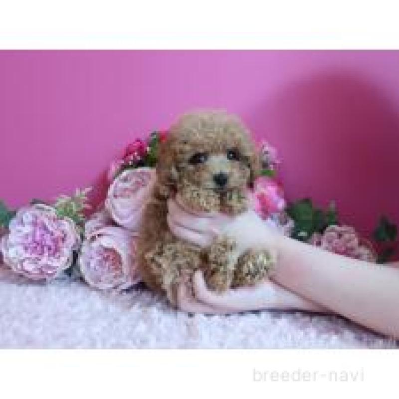 販売中の鹿児島県のティーカッププードル-432888