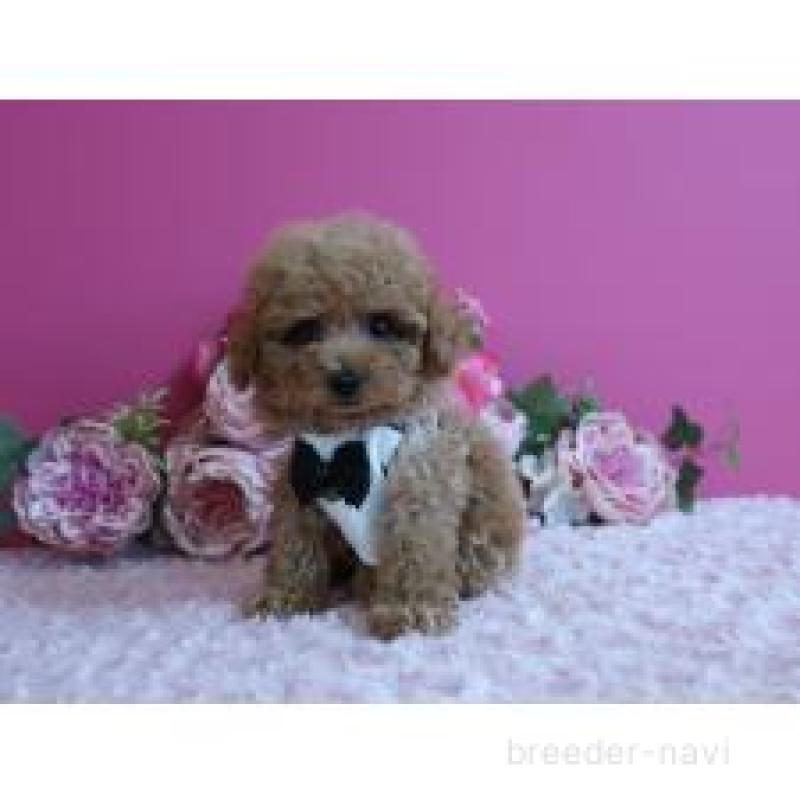 販売中の鹿児島県のティーカッププードル-432888の8枚目