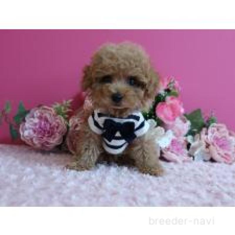 販売中の鹿児島県のティーカッププードル-432888の7枚目