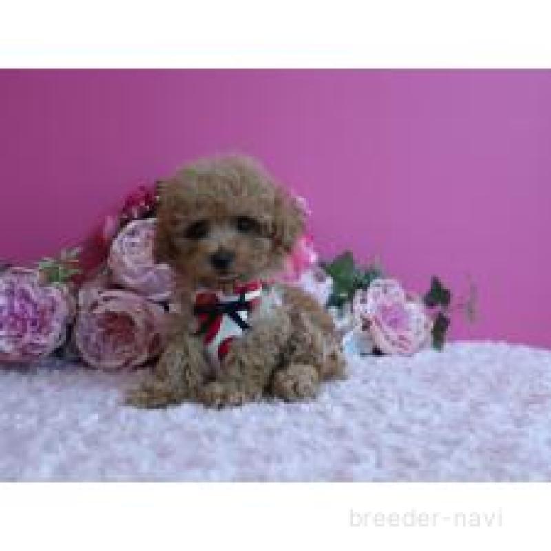 販売中の鹿児島県のティーカッププードル-432888の6枚目