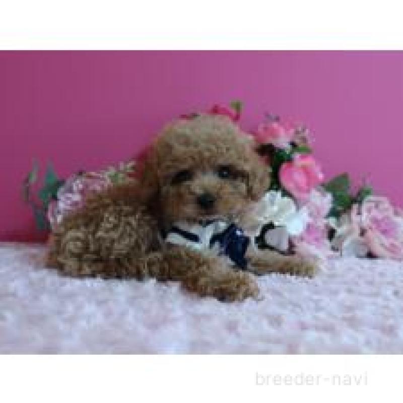 販売中の鹿児島県のティーカッププードル-432888の5枚目