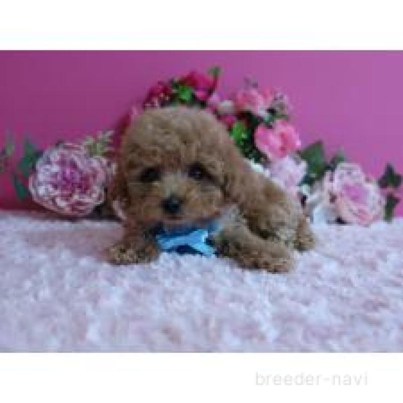 販売中の鹿児島県のティーカッププードル-432888の3枚目