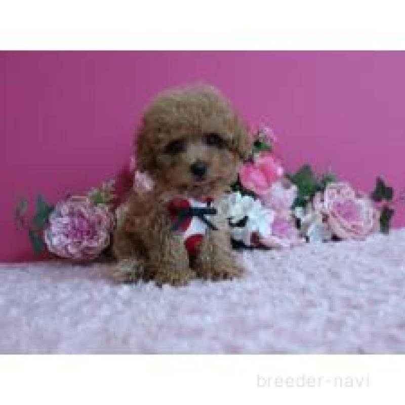 販売中の鹿児島県のティーカッププードル-432888の2枚目