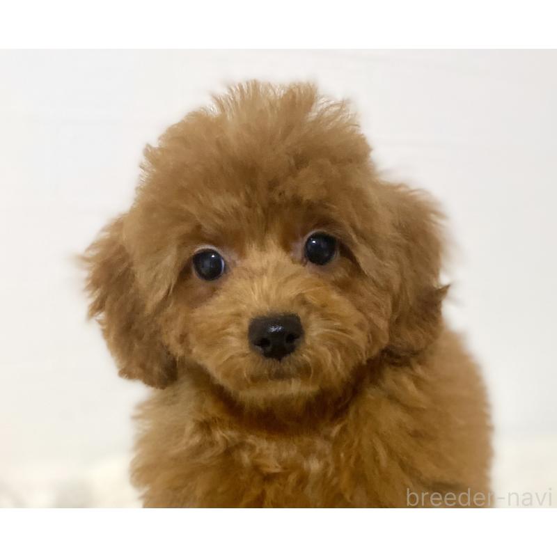 販売中の静岡県のトイプードル-432890の3枚目