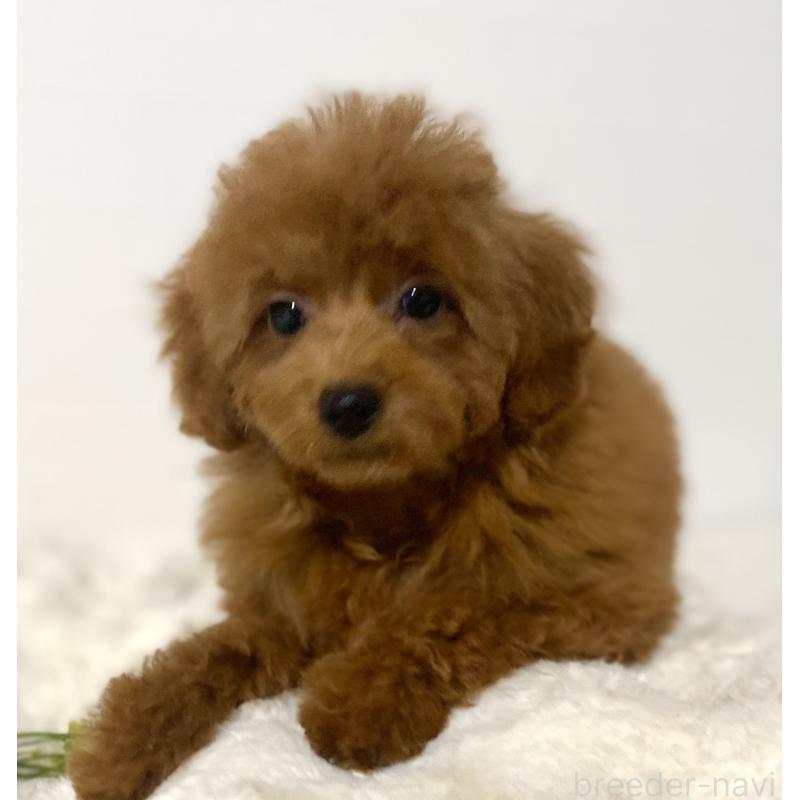 販売中の静岡県のトイプードル-432890の2枚目