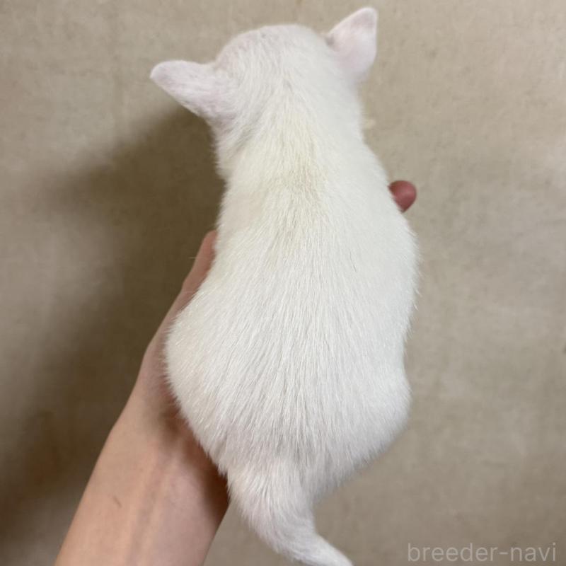 販売中の岐阜県のチワワ(ロングコート)-432891の4枚目