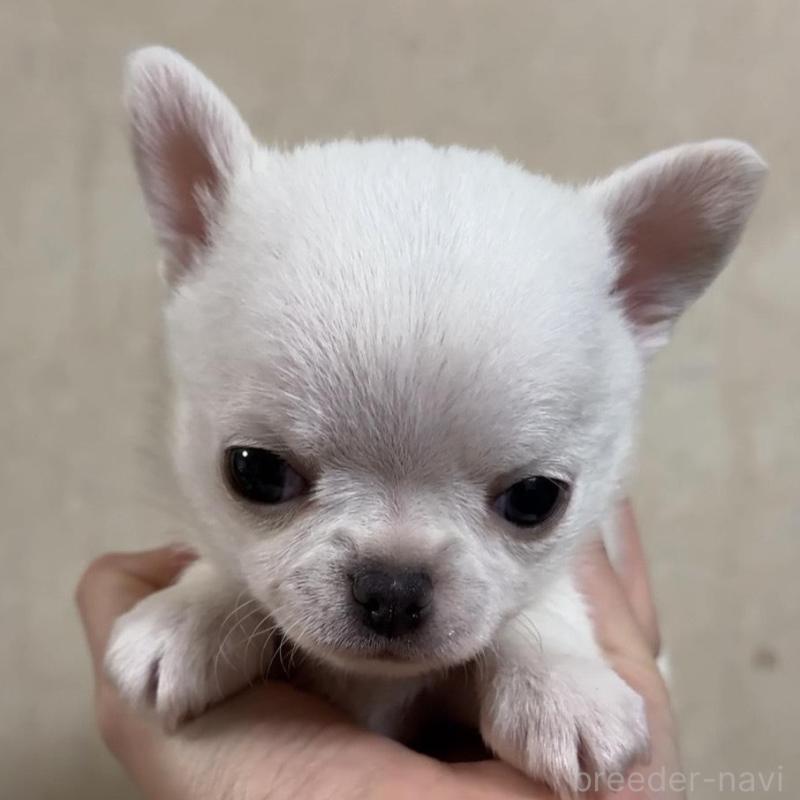 販売中の岐阜県のチワワ(ロングコート)-432891の3枚目