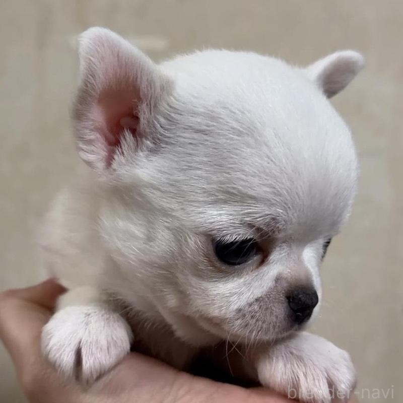 販売中の岐阜県のチワワ(ロングコート)-432891の2枚目