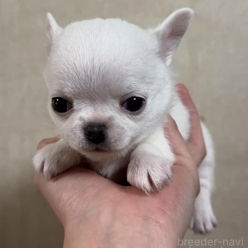 販売中の岐阜県のチワワ(ロングコート)-432891