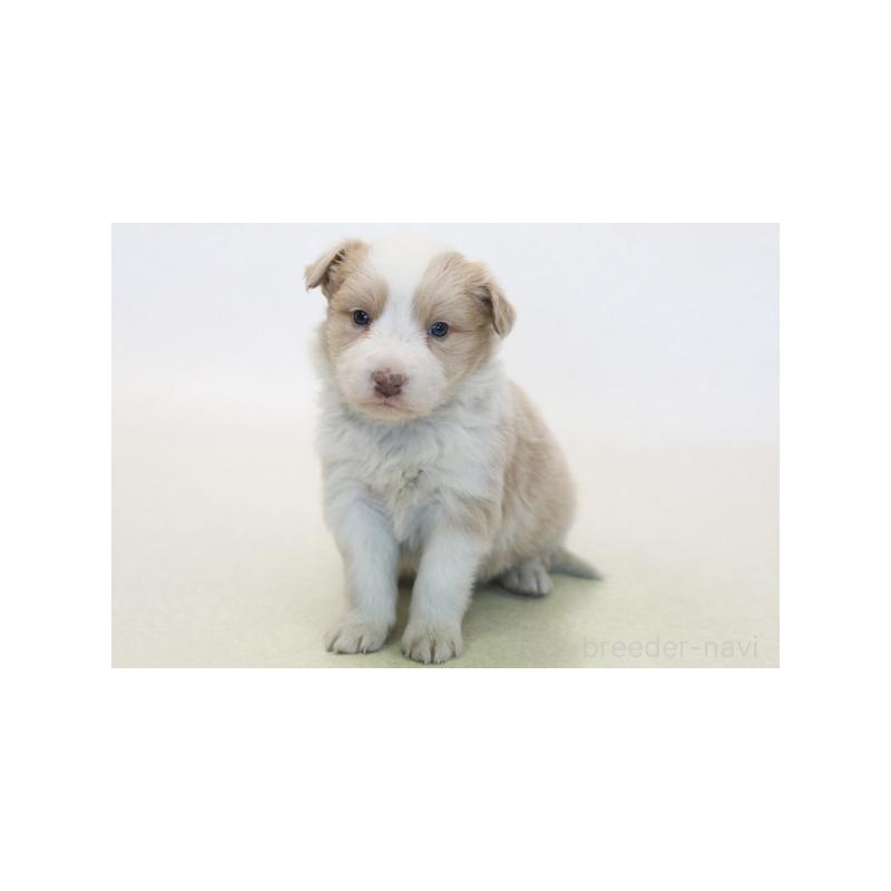 販売中の神奈川県のボーダーコリー-430119