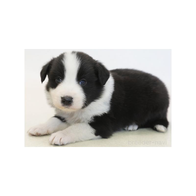 販売中の神奈川県のボーダーコリー-431356