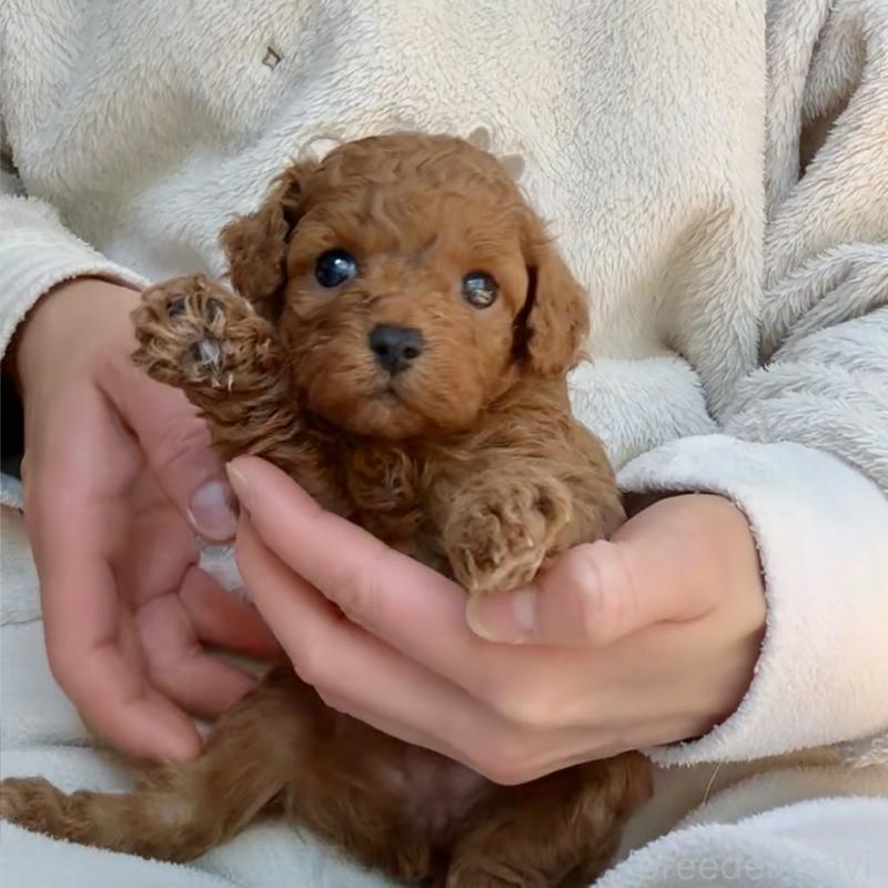 販売中の千葉県のトイプードル-432895の5枚目