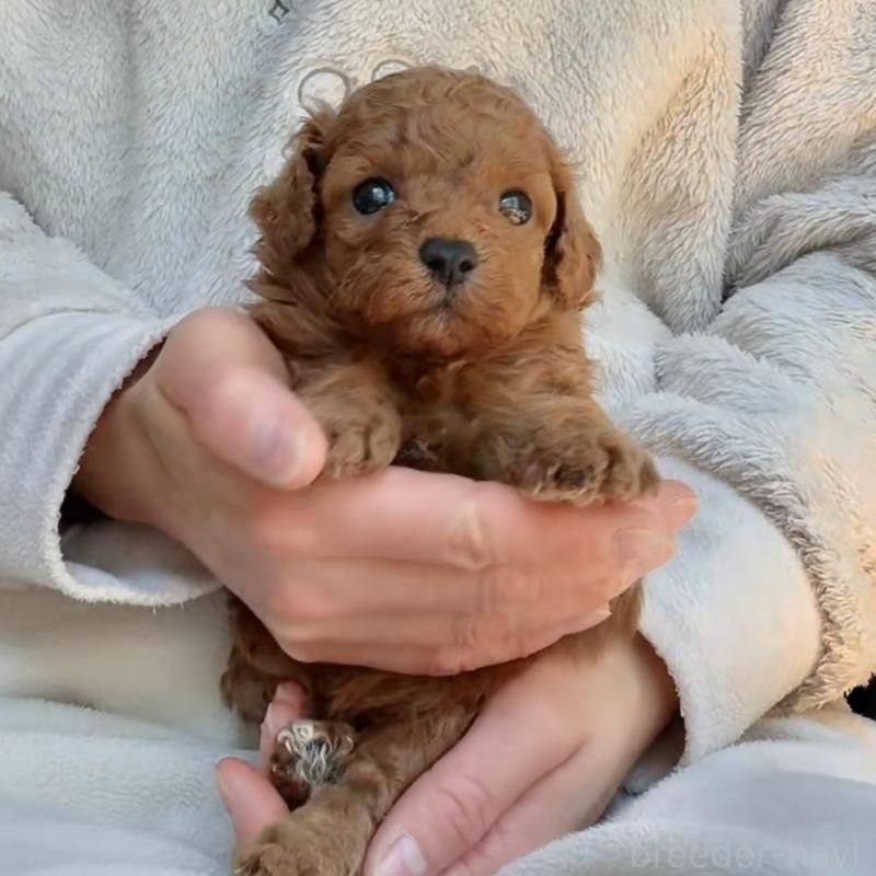 販売中の千葉県のトイプードル-432895の4枚目