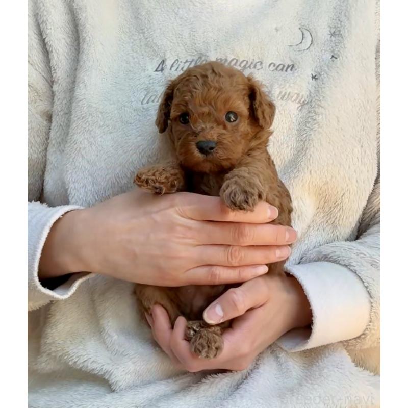 販売中の千葉県のトイプードル-432895の2枚目