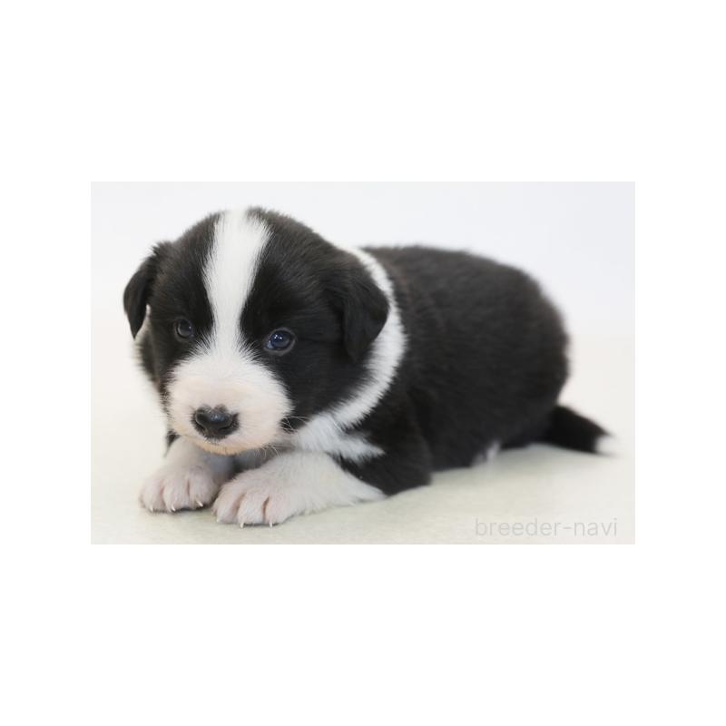 成約済の神奈川県のボーダーコリー-431357の1枚目