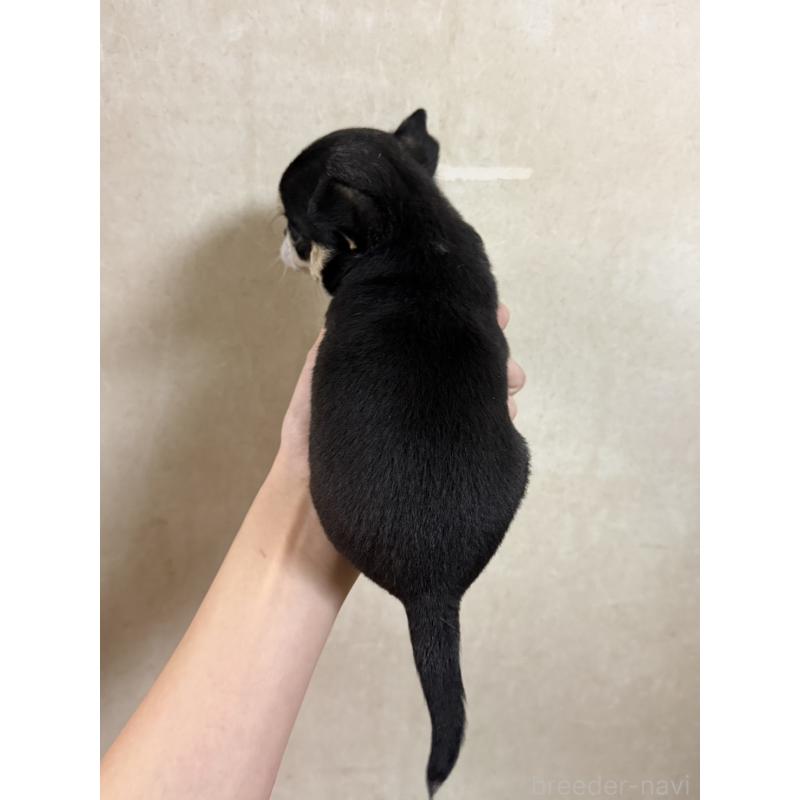 販売中の岐阜県のチワワ(ロングコート)-432892の5枚目