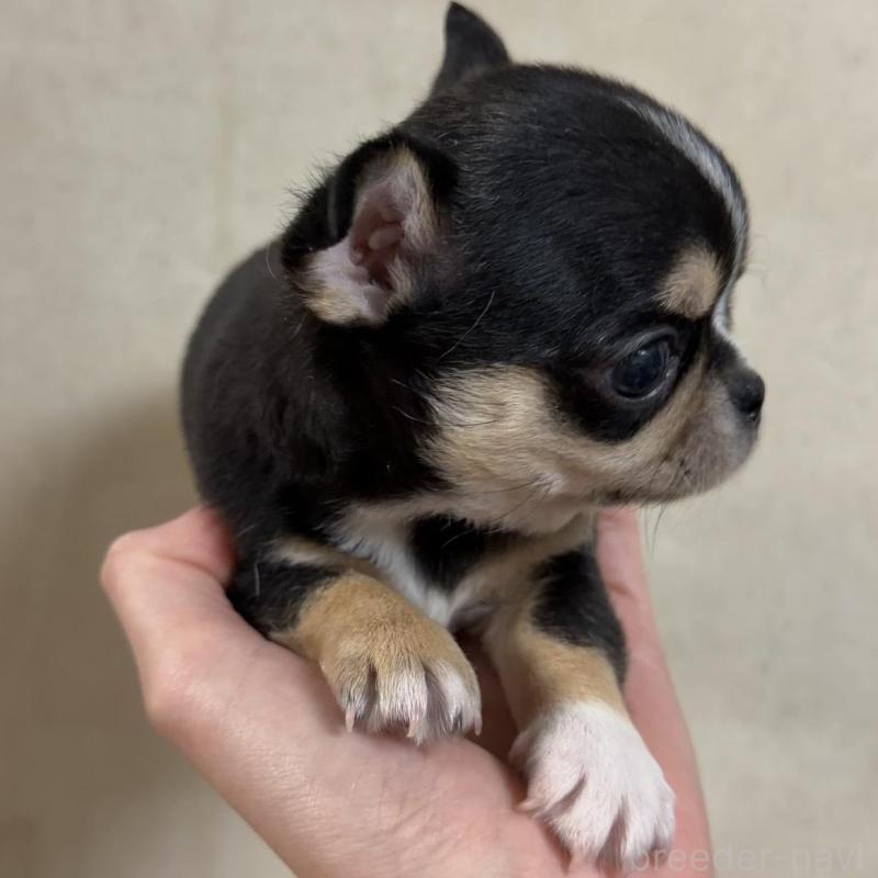 販売中の岐阜県のチワワ(ロングコート)-432892の4枚目