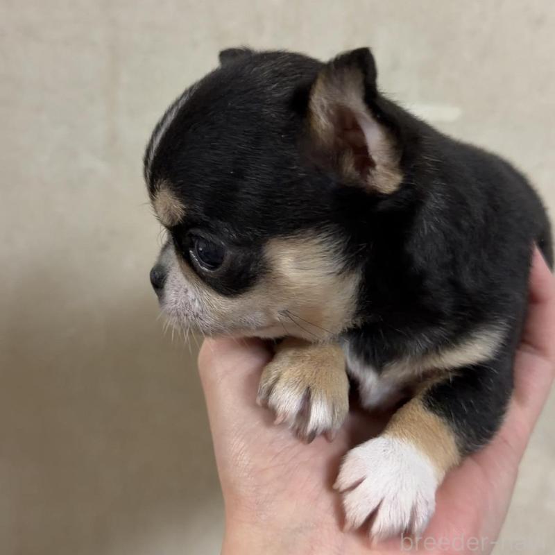 販売中の岐阜県のチワワ(ロングコート)-432892の3枚目